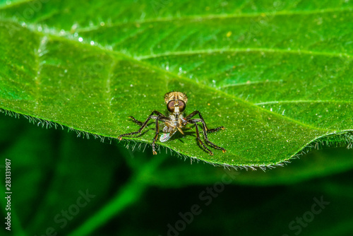 The insectivorous gadfly perches on the field plants