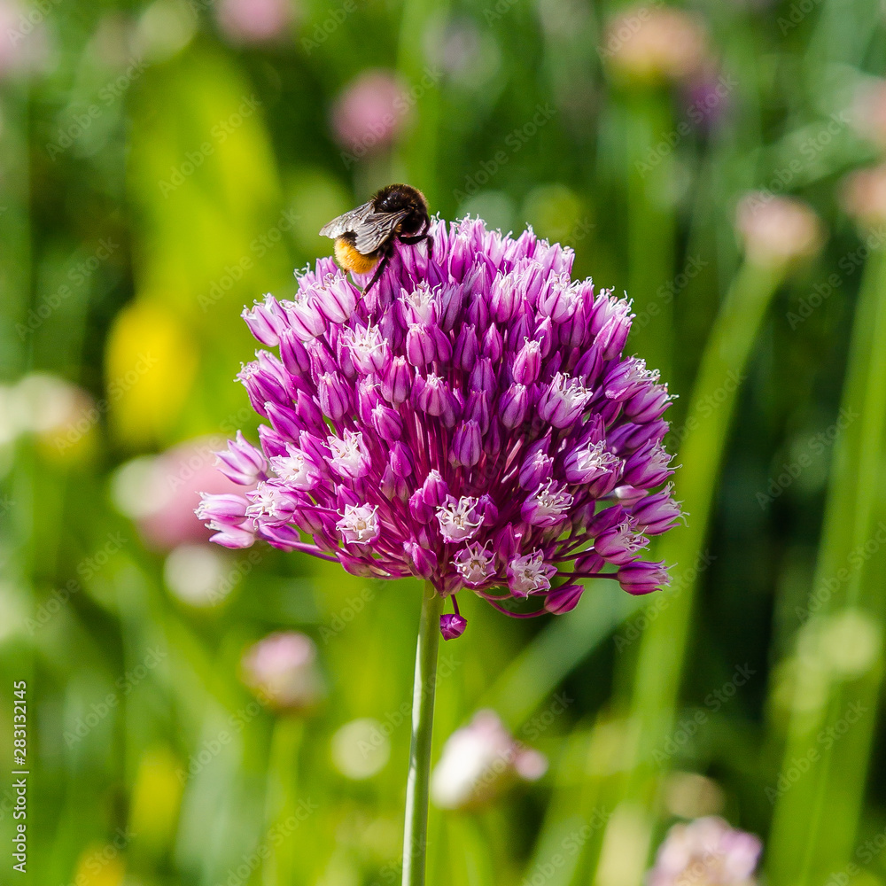 Allium rotundum in garden. Growing bulbous plants in the garden. Honey plants in the garden. Bees on flowers. Allium rotundum in garden. Growing bulbous plants in the garden. Honey plants in the garden. Bees on flowers.