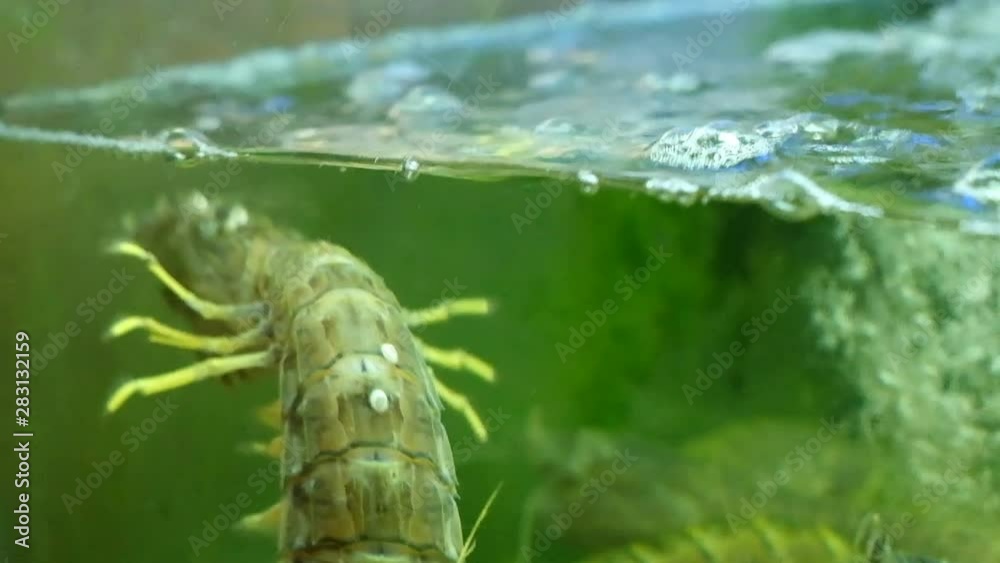 Swimming mantis shrimp from the market Swimming mantis shrimp from the market