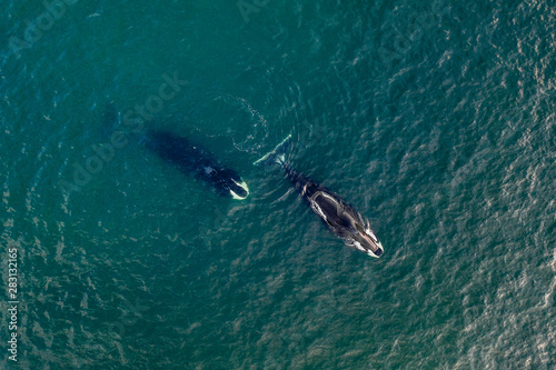 Bowhead whale, Balaena mysticetus, aerial view, Sea of Okhotsk, eastern Russia.