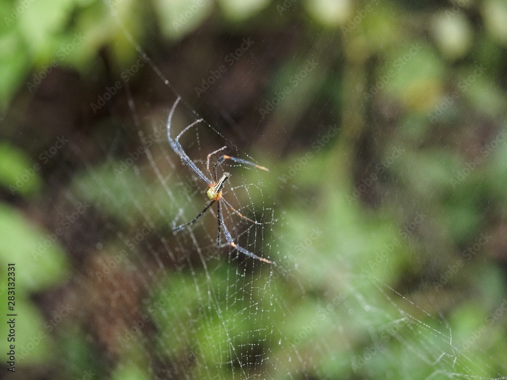 spider on web spider on web