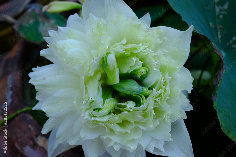 beautiful lotus flower or water lily in pond beautiful lotus flower or water lily in pond