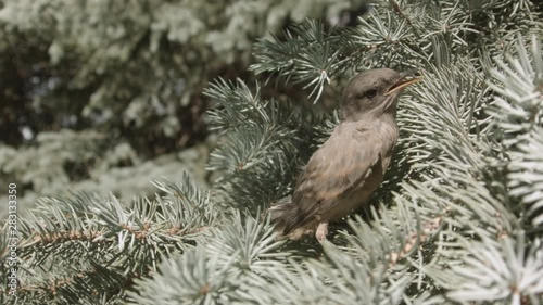 Fledgling Climbing up Pine Tree
