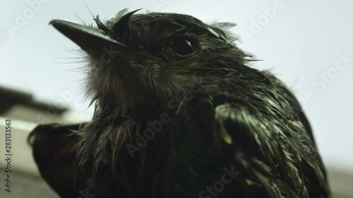 Cold, Wet and Shivering Bird