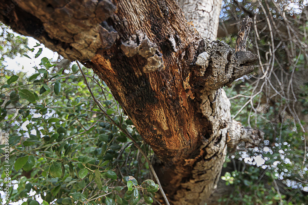 Fototapeta premium california live oak tree branches, twigs, and leaves