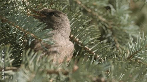 Young Great Crested Flycatcher Bird in a Pine Tree
