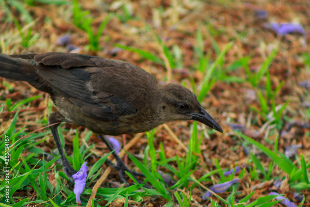 A bird called A bird called