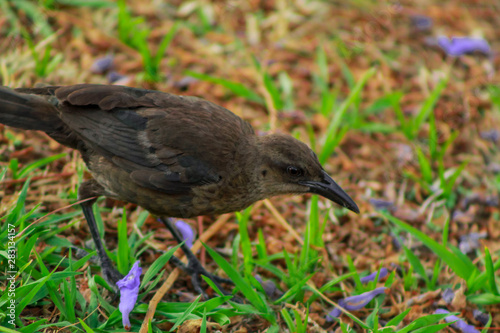 A bird called "zanate" at Costa Rica, looking for food on the ground with grass and flowers. It is the female.
