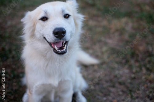 The white dog smiles, so cute and friendly on soft background.