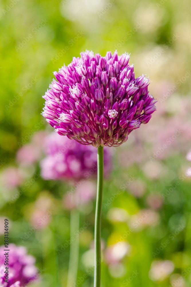 Allium rotundum in garden. Growing bulbous plants in the garden. Honey plants in the garden. Bees on flowers. Allium rotundum in garden. Growing bulbous plants in the garden. Honey plants in the garden. Bees on flowers.