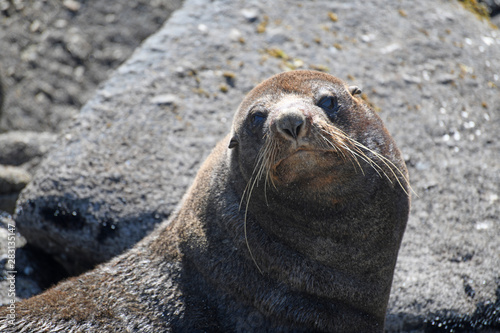 New Zealand Fur Seal, Arctocephalus forsteri