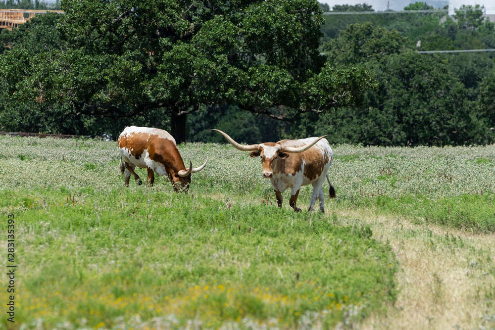 Two brown and white Longhorn cattle walking across pasture Two brown and white Longhorn cattle walking across pasture