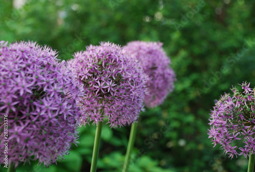 Fototapeta Naklejka Na Ścianę i Meble -  purple flower in the garden