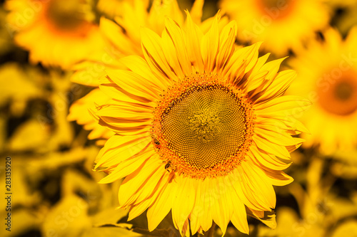 Bright yellow sunflower and bees collecting nectar from it.