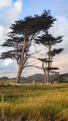 tree in the field. Twin Monterey cypress. Davenport California Santa Cruz county 