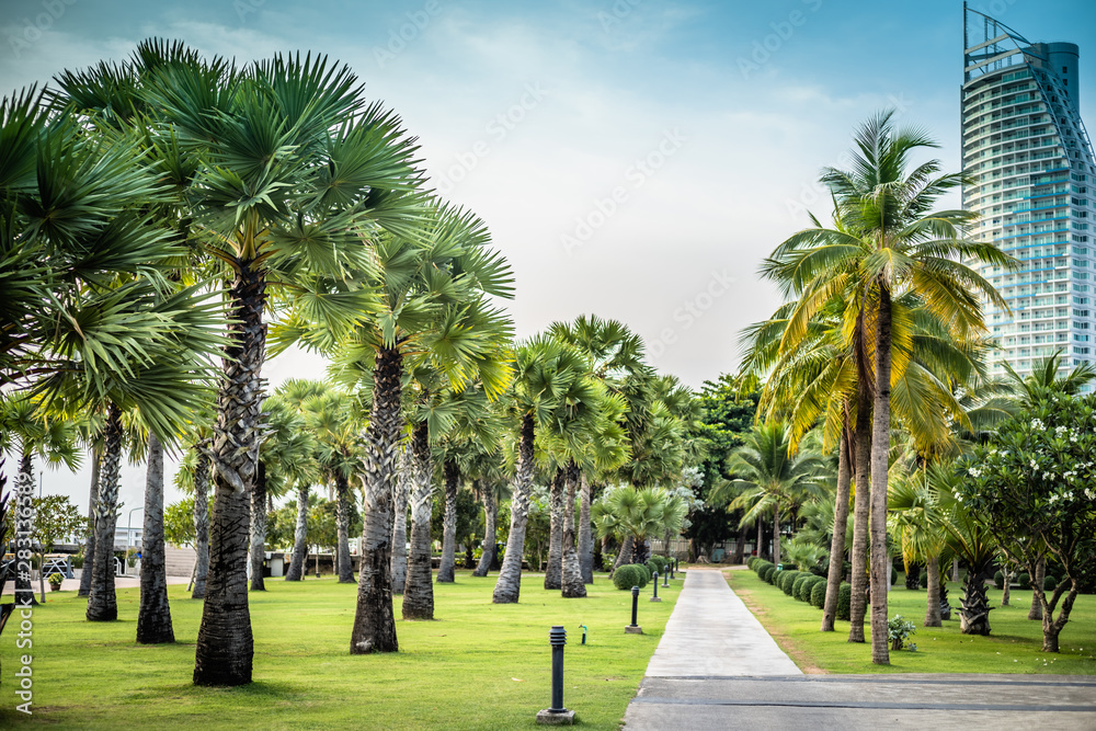 Wide road with tall palm trees and modern buildings in Pattaya, Thailand. Buildings and trees on a sunny day Wide road with tall palm trees and modern buildings in Pattaya, Thailand. Buildings and trees on a sunny day