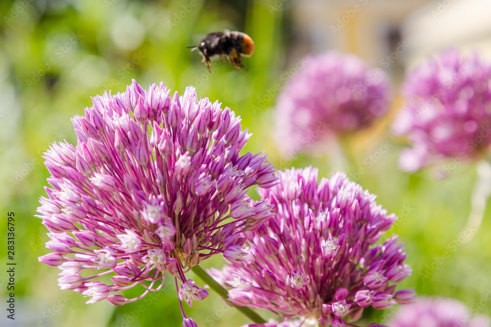 Allium rotundum in garden. Growing bulbous plants in the garden. Honey plants in the garden. Bees on flowers. Allium rotundum in garden. Growing bulbous plants in the garden. Honey plants in the garden. Bees on flowers.