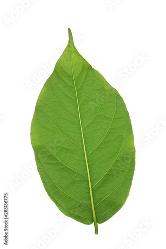 fresh green Combretum indicum leaves on white background