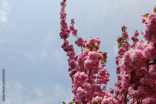 flowers of tree in spring cherry flossom photo