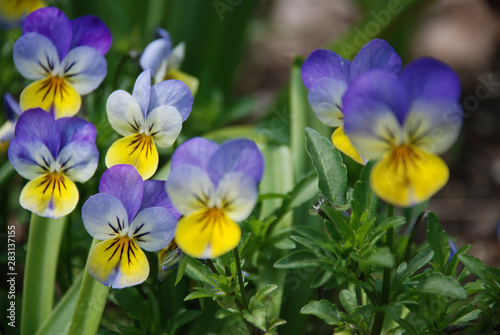 flowers in garden