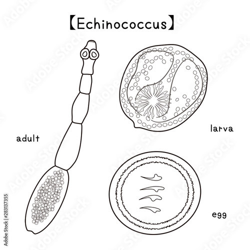 寄生虫 エキノコックス Echinococcus 成虫 幼虫 卵 ベクター イラスト