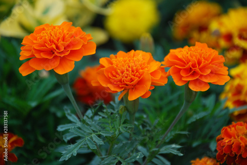 red flowers in the garden © Benjamin Huang