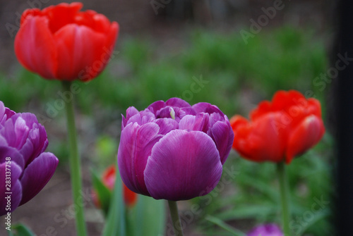 red tulips in the garden