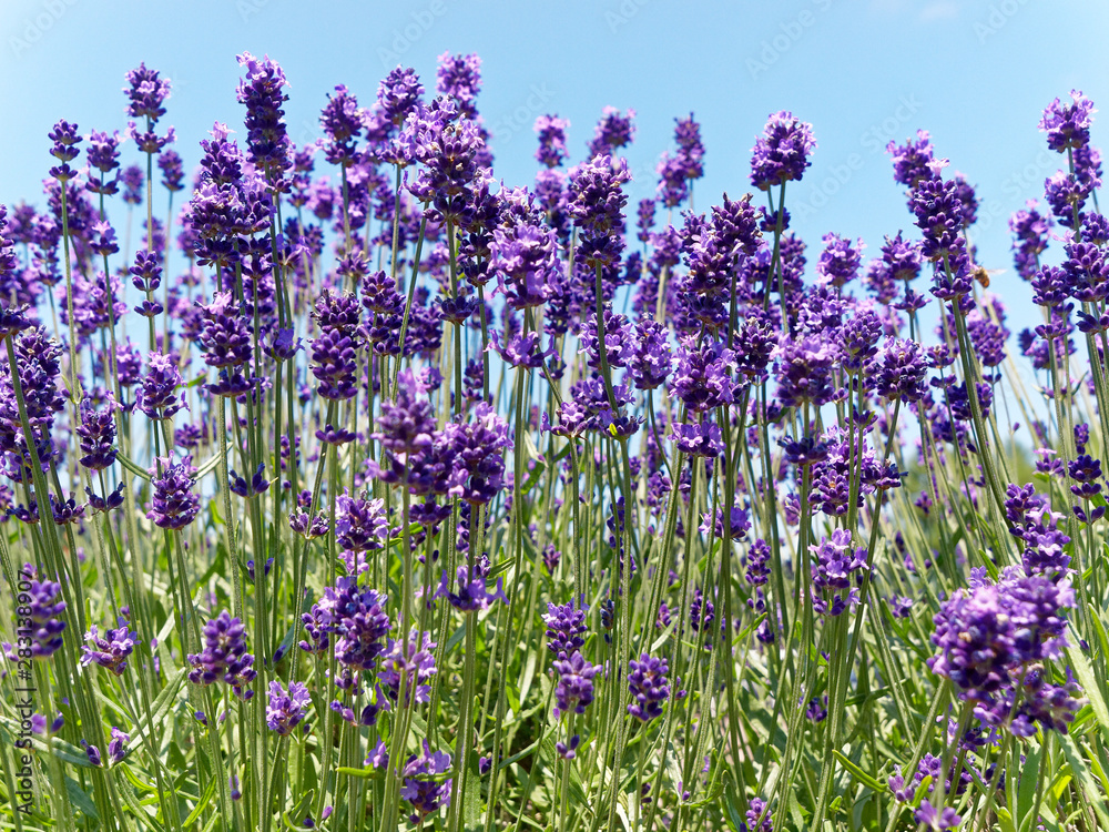 Naklejka premium Lawenda Sapporo