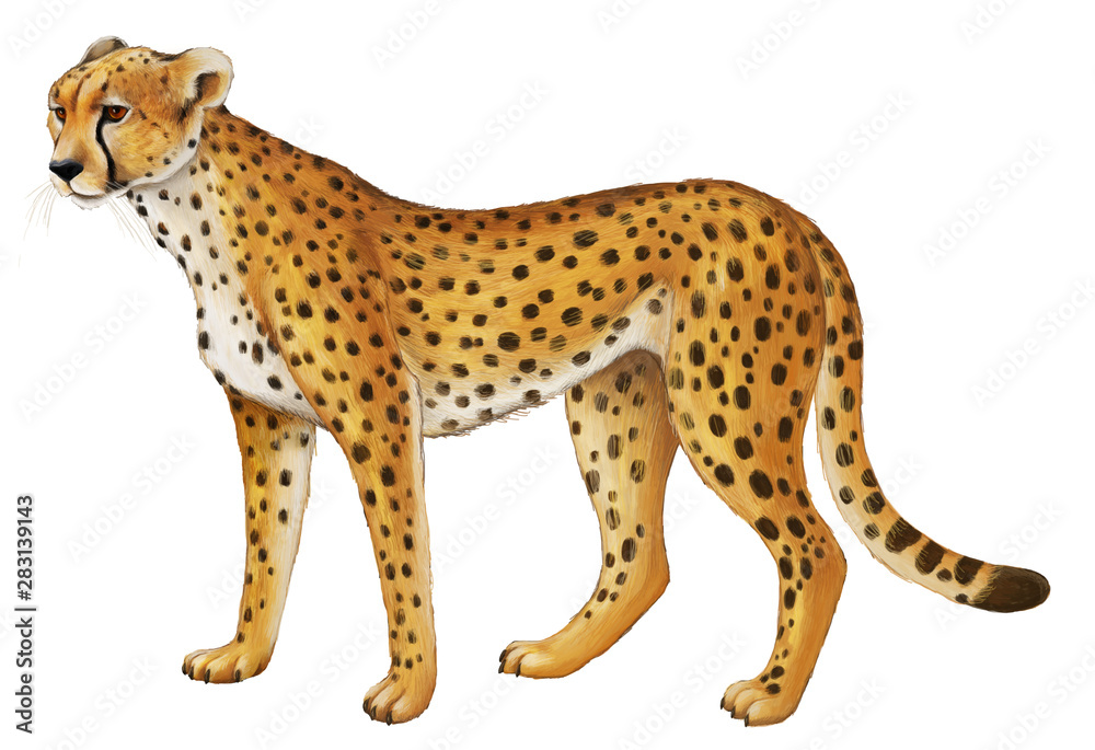 cartoon scene with young cheetah resting on white background illustration for children cartoon scene with young cheetah resting on white background illustration for children