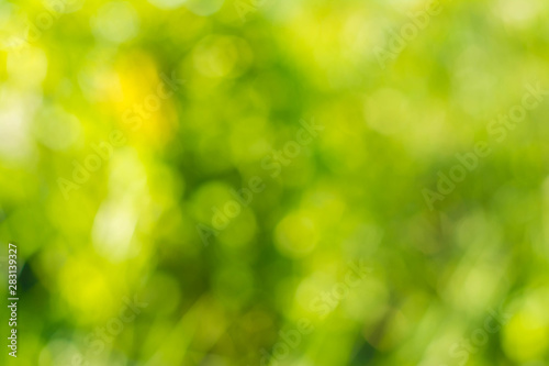 Green bokeh tree background colorful multi colored.