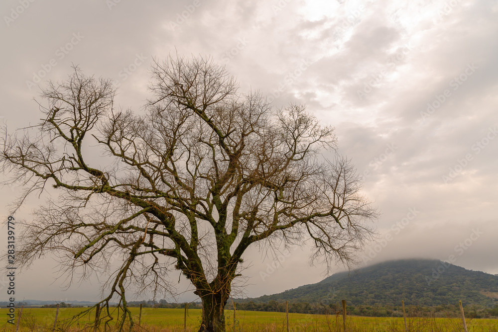 The silhouette of the tree on cloudy day The silhouette of the tree on cloudy day