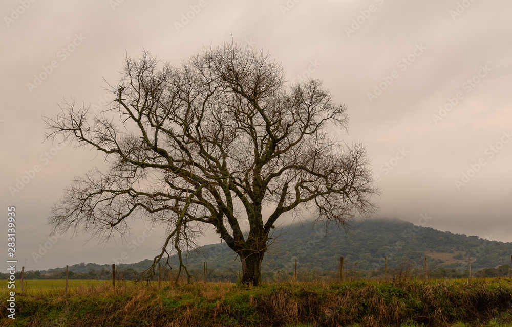 The silhouette of the tree on cloudy day