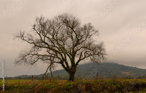 The silhouette of the tree on cloudy day