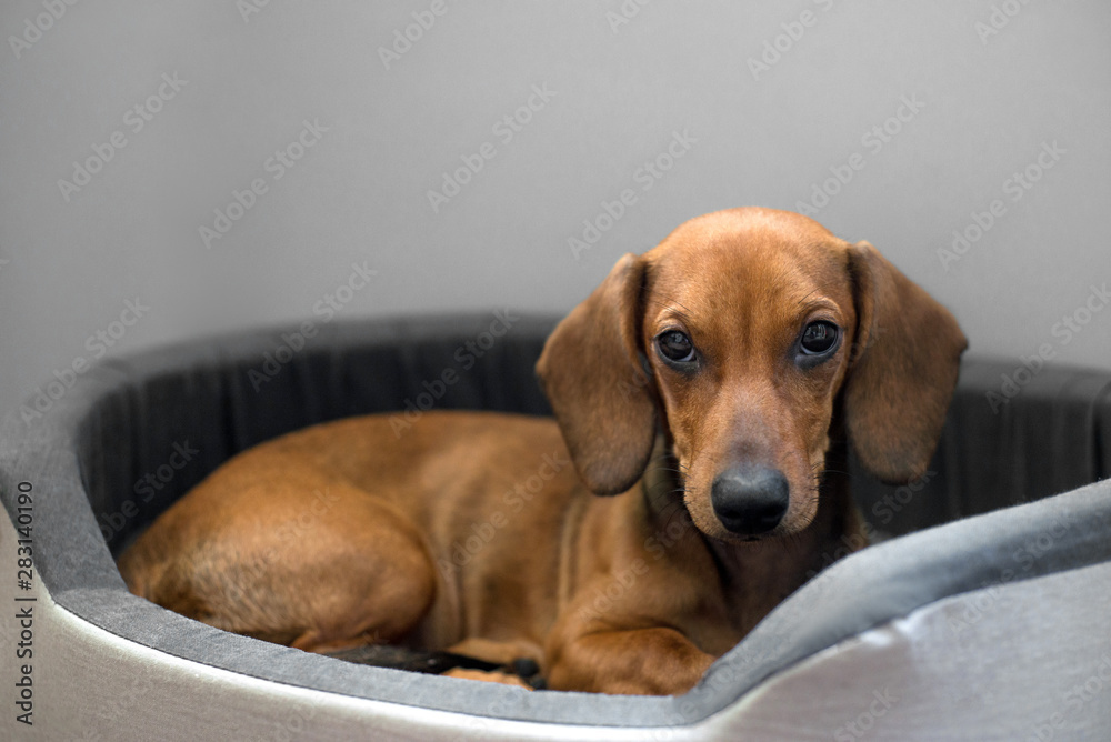 Cute dachshund in the bed