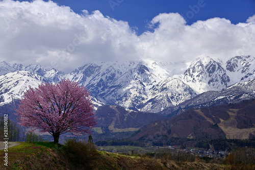 野平の一本桜と雪山