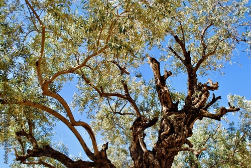Olive tree at Garden of Gethsemane