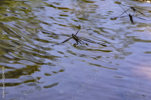 Four-legged insects on the water surface in nature