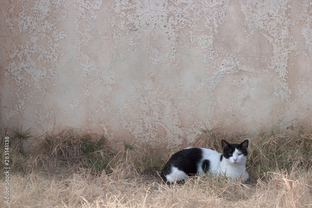 Black and white cat in front of the beige wall; animal background with copy space