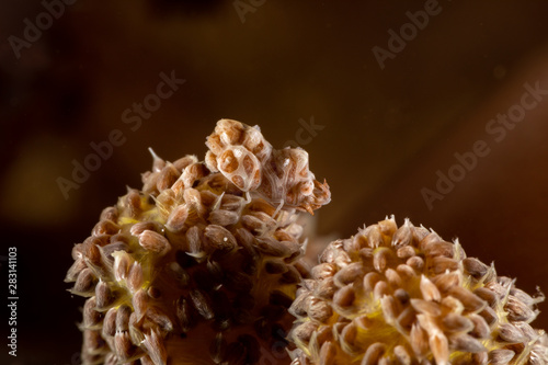 Humpback softcoral shrimp, Alcyonohippolyte dossena in soft coral, Nephthea sp. photo