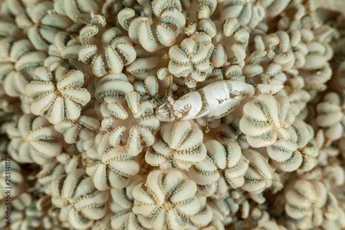 Xenia Soft Coral Shrimp, Hump-backed Shrimp, Hippolyte commensalis photo