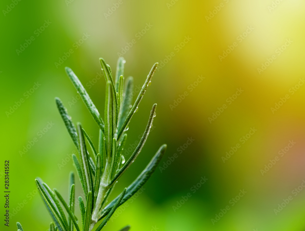Close up, branch rosemary herb with water drop on soft light ray, blurry background.