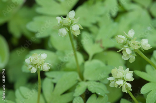 Adoxa moschatellina flowers in spring photo