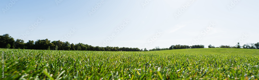 panoramic shot of green grass near trees against sky in park panoramic shot of green grass near trees against sky in park