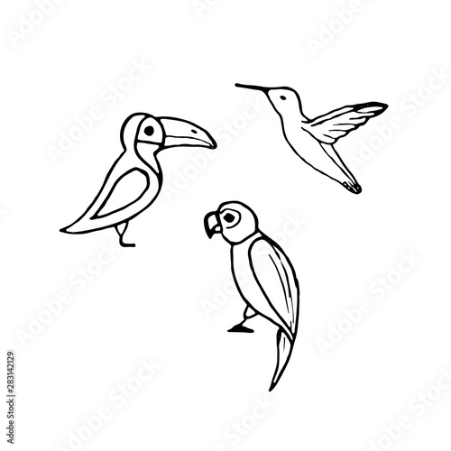 Vector set of hand drawn birds such as parrot  toucan and colibri.