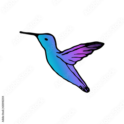 Vector illustration of hand drawn colibri. Vector tropical bird.