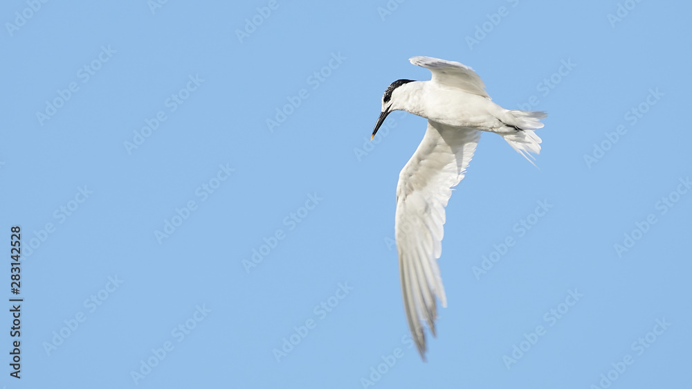 Fototapeta premium Sandwich Tern Thalasseus sandvicensis