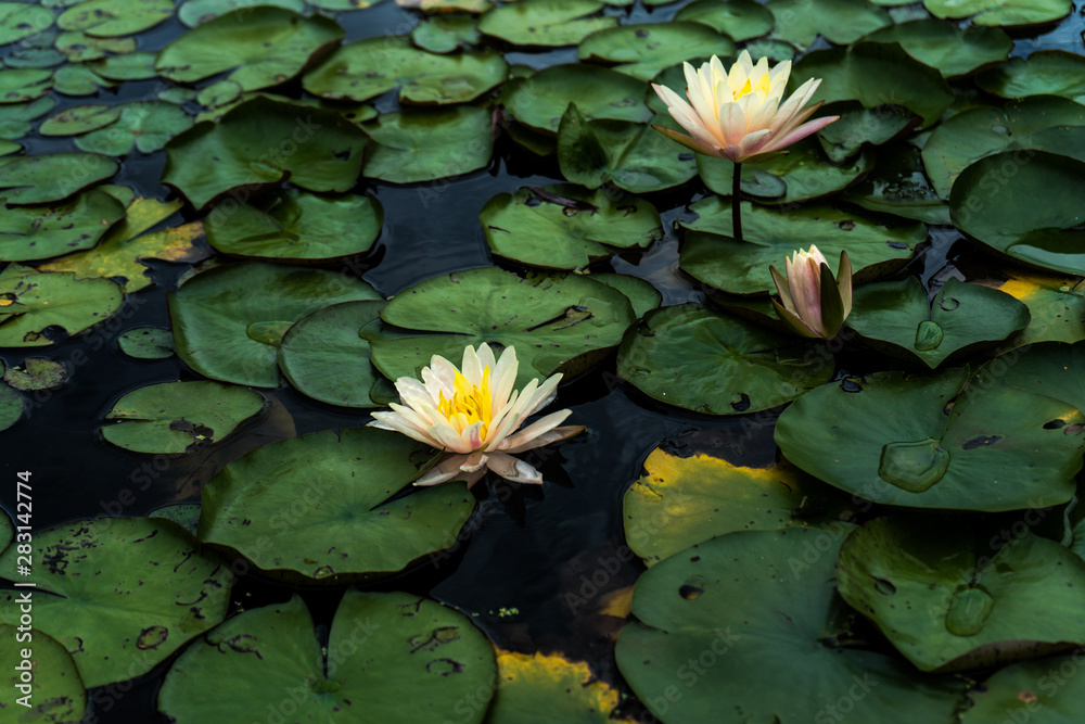amazing pink lotus flowers and green lotus leaves on the lake , amazing pink lotus flowers and green lotus leaves on the lake ,