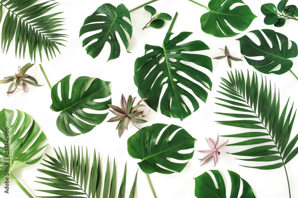 tropical green palm, monstera leaves , branches pattern isolated on a white background. top view.copy space.abstract. tropical green palm, monstera leaves , branches pattern isolated on a white background. top view.copy space.abstract.