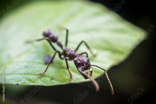 giant bullet ant standing on a leaf. Focus on the head, and blur bokeh at the rest of background. © ciclopata