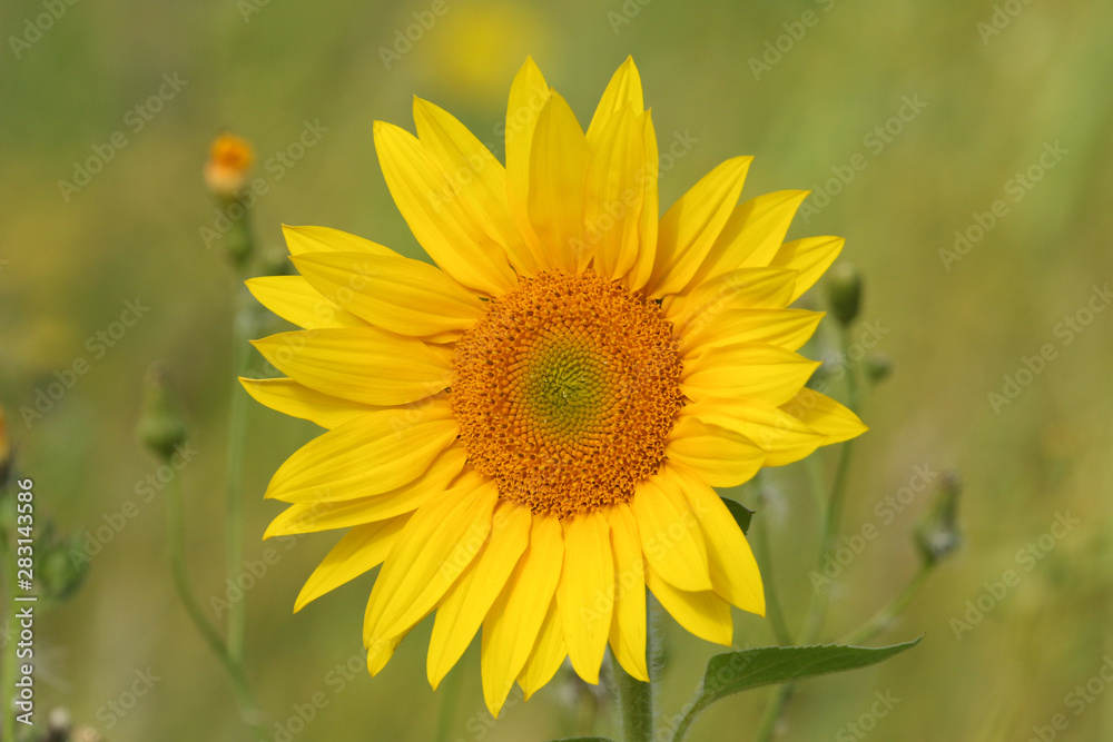 A pretty Sunflower growing in a wildflower meadow in the UK. A pretty Sunflower growing in a wildflower meadow in the UK.